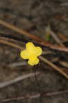 Zigzag bladderwort